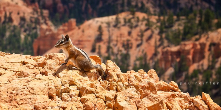 Bryce Canyon National Park Utah NPS - Hoodoos Sunsets Squirrel - Paul Reiffer Photographer Professional Photographs