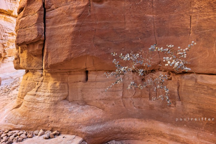 Tree growing from rocks - The Coloured Canyon, Sinai, Egypt - Paul Reiffer, Photographer