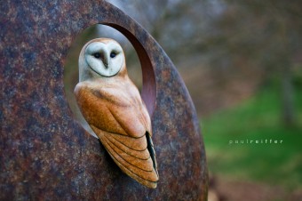 Barn Owl - Sculpture By The Lakes - Simon Gudgeon - Dorset Sculpture Park - Pallington Lakes - Paul Reiffer Photographer