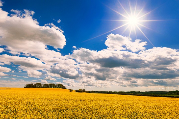 Winterborne Muston Farm Rapeseed Field - Paul Reiffer - Professional Photographer - Dorset Landscapes