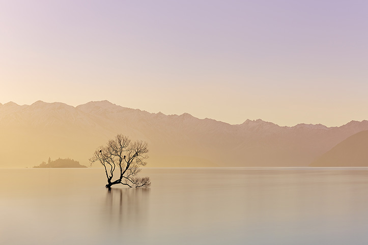 Alone Lake Wanaka New Zealand Paul Reiffer Landscape That Tree Solo