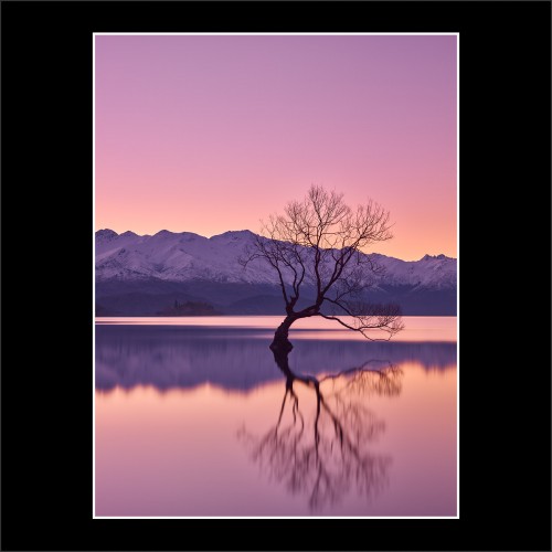 still lake wanaka lone willow tree new zealand buy limited edition fine art photograph landscape prints paul reiffer