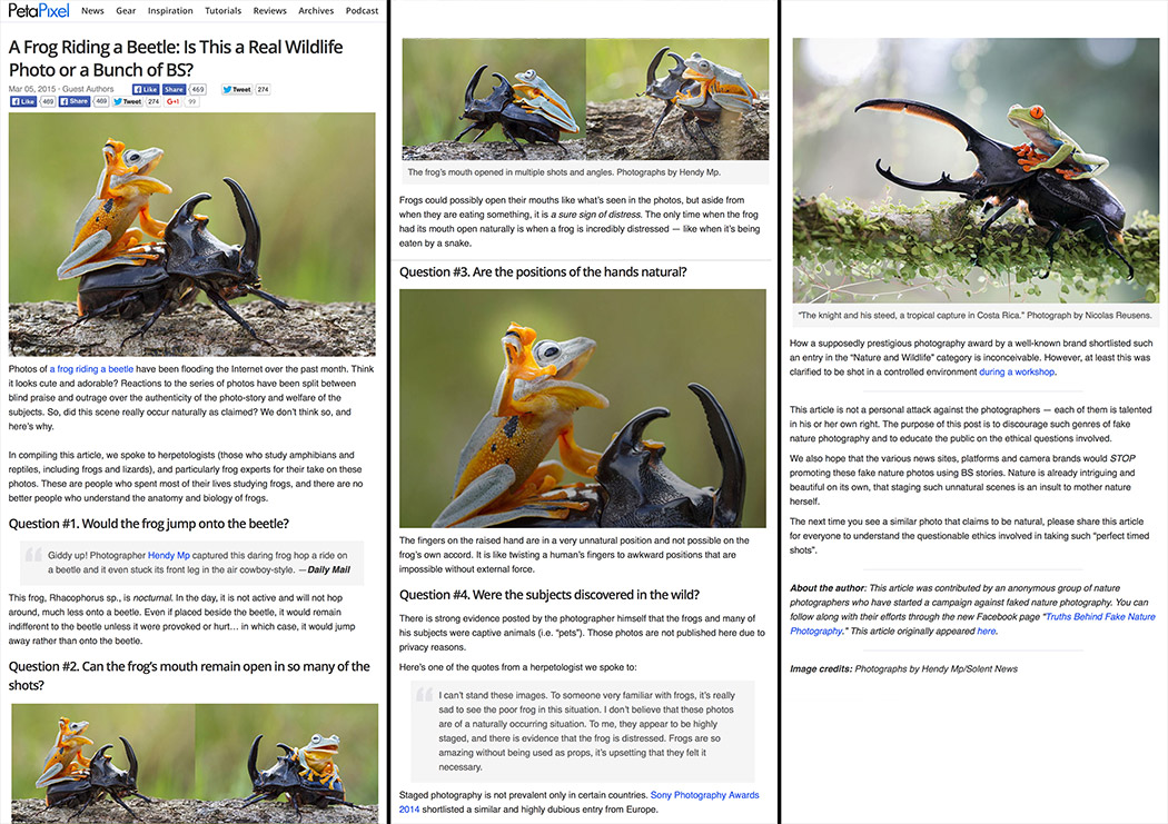 frog riding a beetle fake nature photography petapixel story sony wpo world photography awards