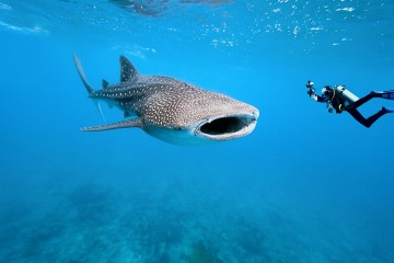 whale shark with diver alone ocean