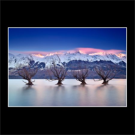 Buy Prints Rise Up Limited Edition Glenorchy Willow Trees Winter Sunrise Paul Reiffer Photographer