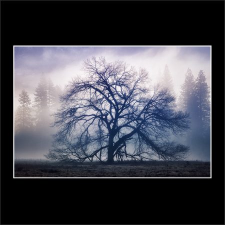 buy limited edition prints the faraway tree yosemite national park california photographer professional paul reiffer landscape