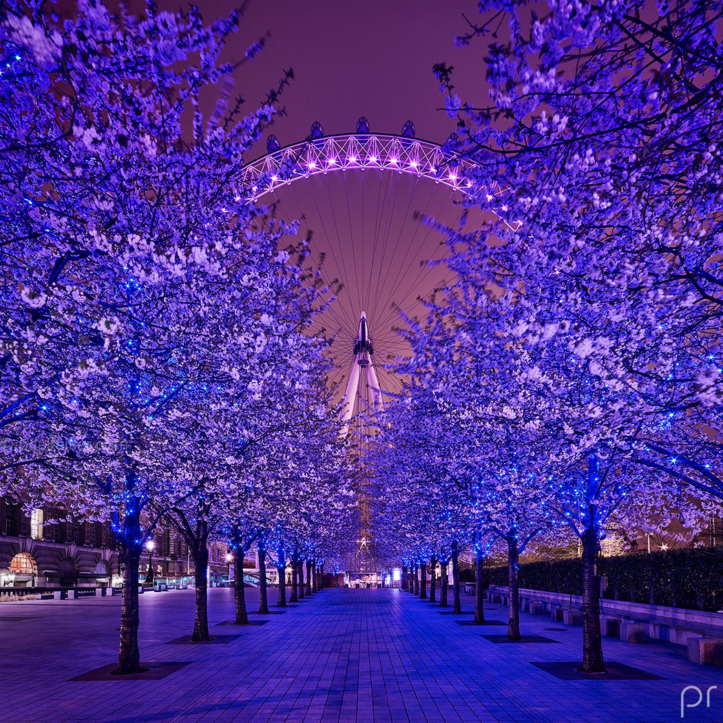 London In Blue Paul Reiffer Professional Landscape Cityscape Photographer Eye Wheel Tree Lined Street Blossom River Thames Night
