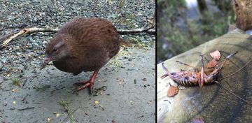 Kiwi bug outdoors new zealand bird camping campervan jucy Milford Sound