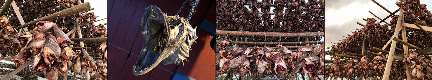 BTS Fish Heads Guts Drying Stockfish Fjords Lofoten Norway Hanging Dry Reine