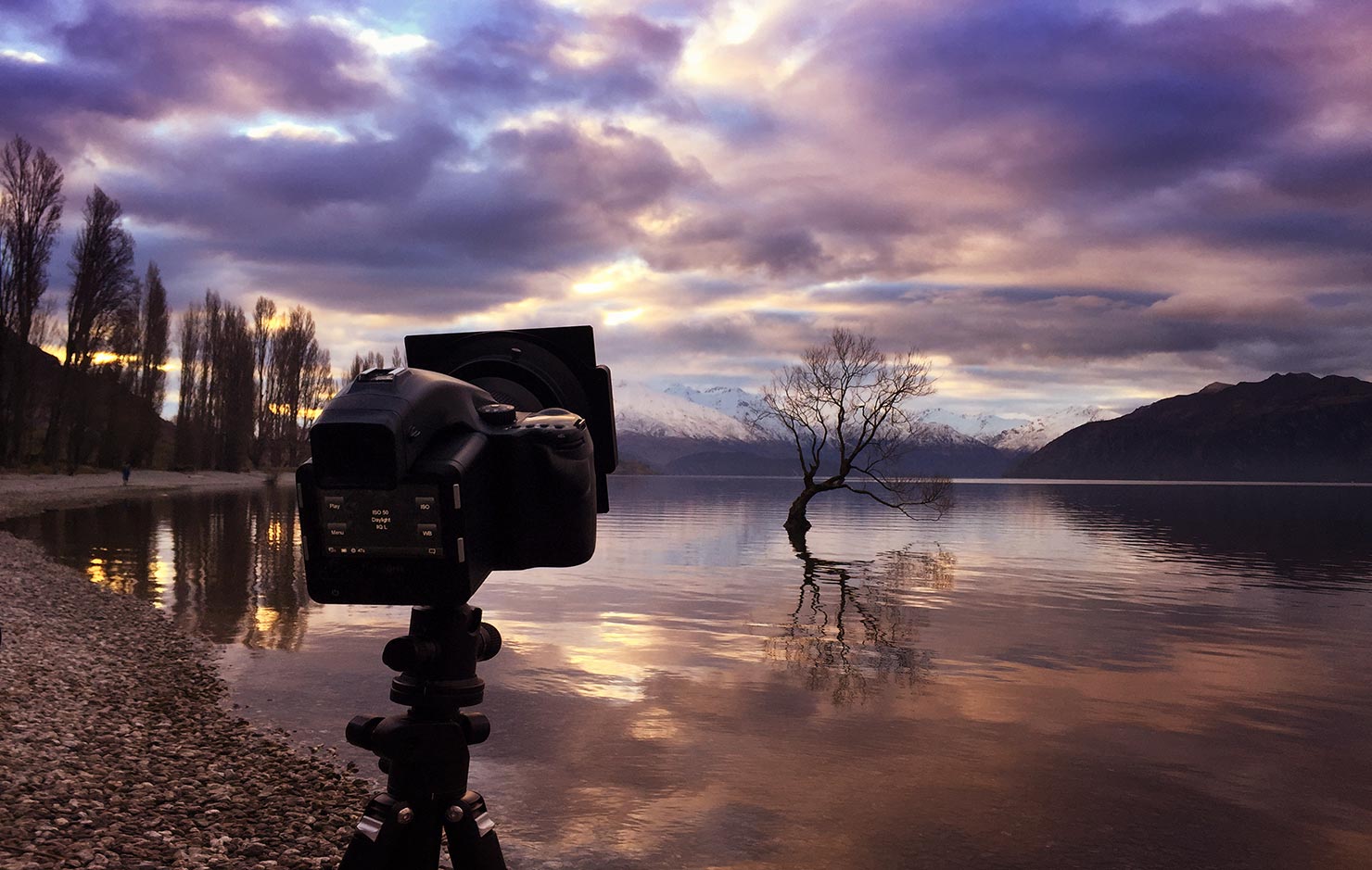 Photographing That Wanaka Tree 2014 New Zealand Paul Reiffer Phase One 645 DF IQ280 Quiet Before The Crowds Lake South Island Ruined