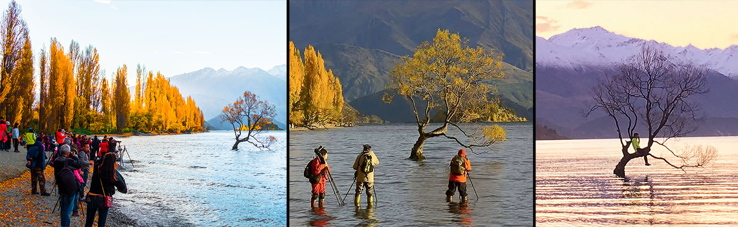 crowds that wanaka tree new zealand instagram ruining scenery places around the world trashing nature photographers too many chinese tours sitting in tree