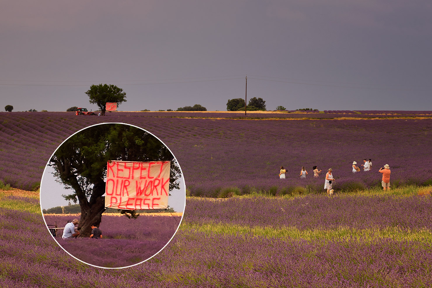 influencers instagrammers ruining selfish lavender fields provence farmer sign tree plateau de valensole 2019 paul reiffer photographer respect our work please