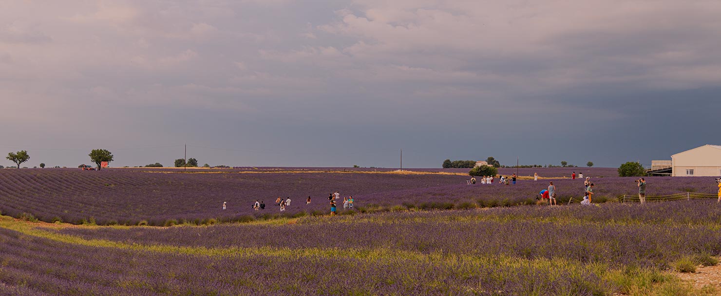reality shooting lavender fields provence france farmers angry people trespassing land permission breaking point paul reiffer