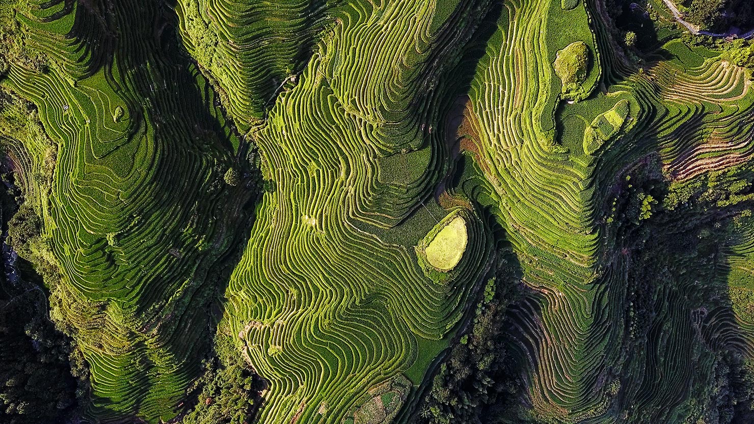 LongJi Long Ji Rice Terrace Above China Fields Paddy Drone Aerial Photography Licensed Operator FAA Part 107 CAA PfCO Commercial Operations Hire Commission Paul Reiffer Professional