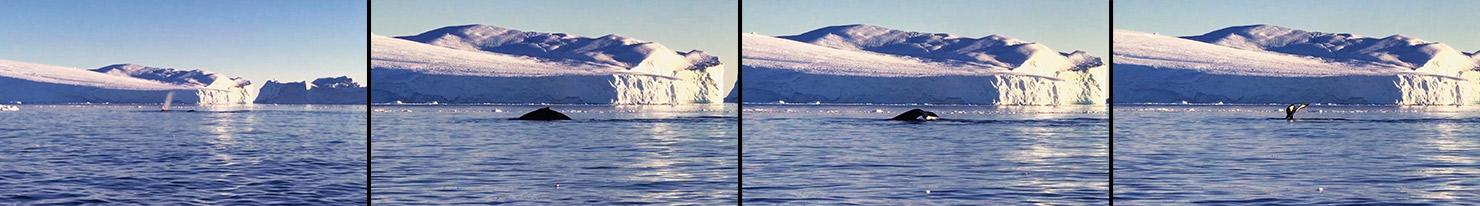 BTS Whale Sighting Boat Ocean Behind Scenes Greenland Icebergs Photography Photographing Ilulissat Glacier Midnight Sun Paul Reiffer Photographer Professional Landscape Commercial Travel