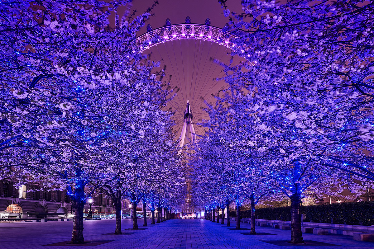 Paul Reiffer London Eye Winter Trees Christmas Millennium Walkway Blue Hour Lights Long Exposure Cityscape City England Britain Photographic Workshops Location London