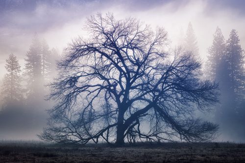 Paul Reiffer The Faraway Tree Meadow Yosemite National Park Photographic Workshops Location California