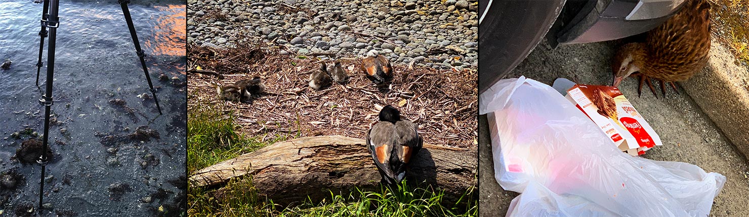 BTS Careful Watch Tripod Tide Times Milford Sound Photography Guide New Zealand Dont Feed Wild Birds Kea Trash Take Home Ducks Paul Reiffer