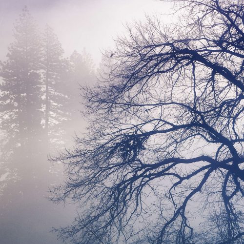 the faraway tree Yosemite Valley California buy limited edition photograph landscape Detail