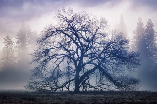 the faraway tree Yosemite Valley California buy limited edition photograph landscape Full
