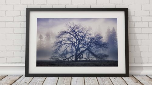 Buyer's Guide - Limited Edition Prints | Paul Reiffer - Photographer