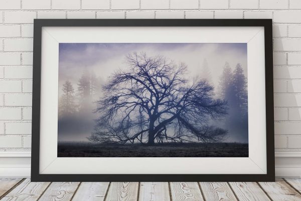 Yosemite National Park The Faraway Tree Paul Reiffer Fine Art Print Photographer Limited Edition Buyers Guide Header