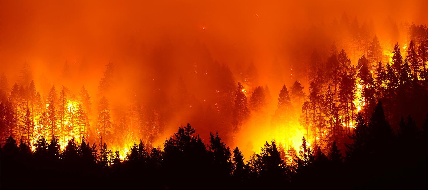 Forest Fire Climate Change NFTs Blockchain Bitcoin Damage Environment Landscape Photographers
