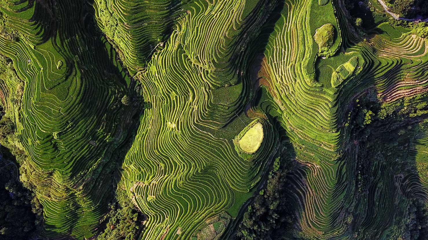 LongJi Long Ji Rice Terrace Above China Fields Paddy Drone Aerial Photography Licensed Operator FAA Part 107 CAA PfCO Commercial Paul Reiffer Professional