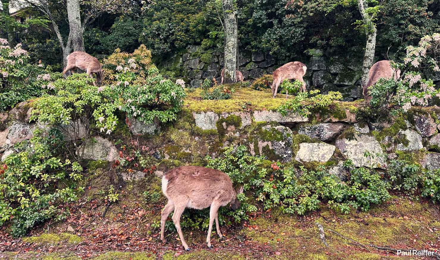 Deer Native iPhone Rain Fog Hiroshima Miyajima Island Japan Itsukushima Shrine Torii Floating Gate Landscape Photography Paul Reiffer Phase One Fine Art Print