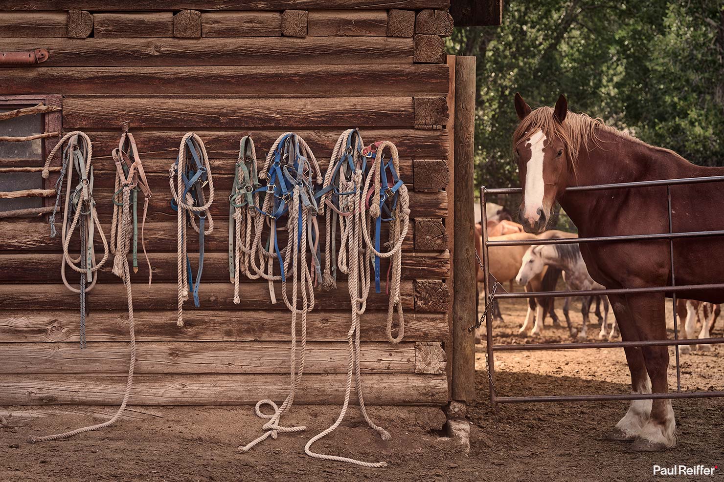 Bitterroot Tied Up Horse Gate Ropes Tack Barn Corral Mountains Paul Reiffer Wyoming Ranch US West Cowboy Horses Fox Family Photographs Dubois Jackson WY