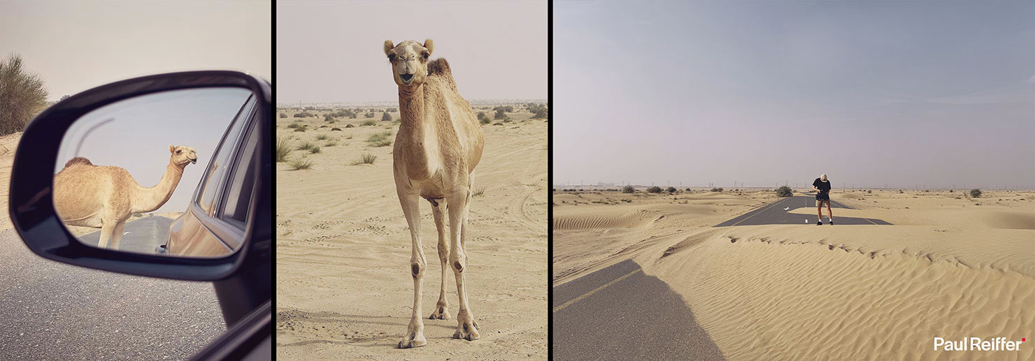 Camel BTS Tom Coe Filming Evoku Brand Image Creation Dubai Phase One XT 70mm Lens Video Film Creative Story Paul Reiffer Desert UAE v2