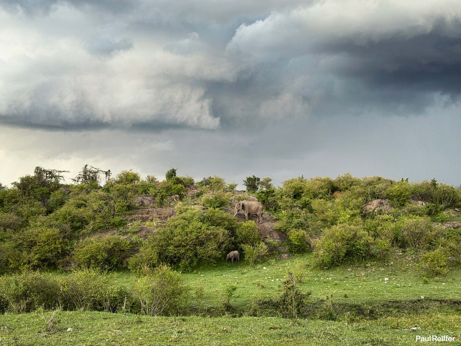 In The Moment Mahali Mzuri Masai Mara Elephants ProRAW Photography iPhone 15 Pro Max Review Paul Reiffer Photographer Apple Example Sample IMG_3501