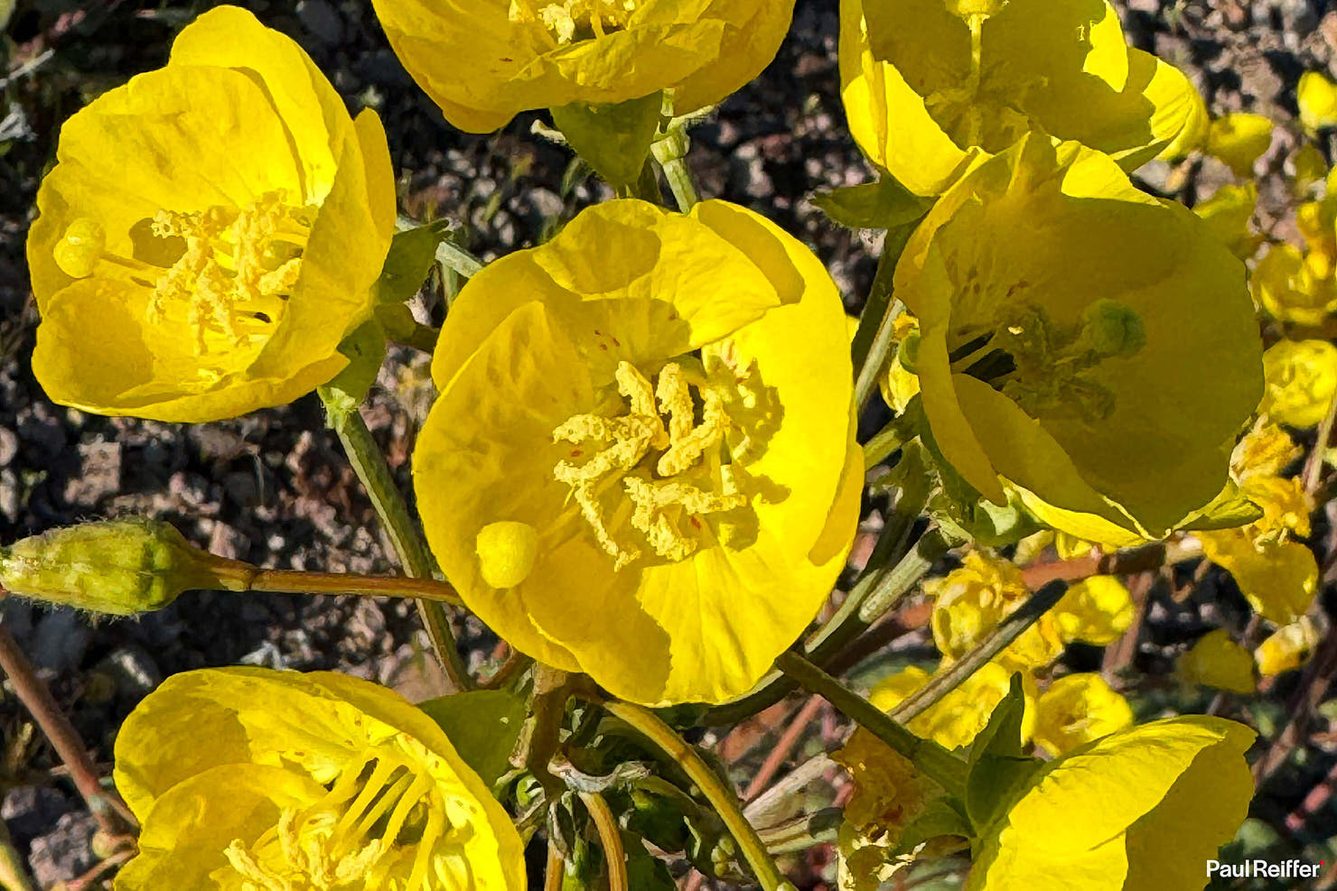 Macro Close Death Valley Flowers ProRAW Photography iPhone 15 Pro Max Review Paul Reiffer Photographer Apple Example Sample IMG_5483