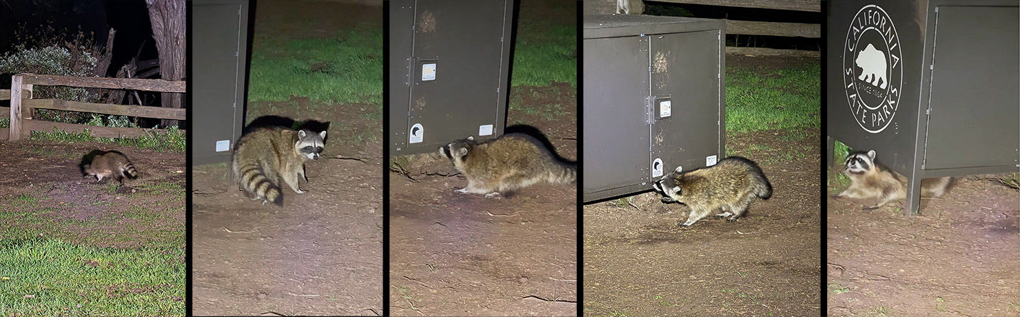 2025 Raccoon Stealing Food McWay Falls Big Sur Coast Bear Box Storage Night Camping Paul Reiffer IMG_7397
