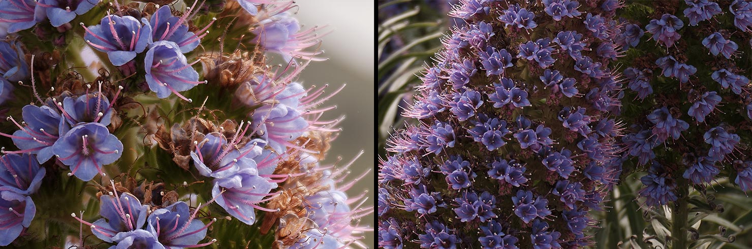 DSCF0695 Pride of Madeira Flowers Detail Route 1 California Fujifilm GFX100RF 100MP Press Review Paul Reiffer Medium Format Fuji Phase One Photographer Big Sur X100VI Compare