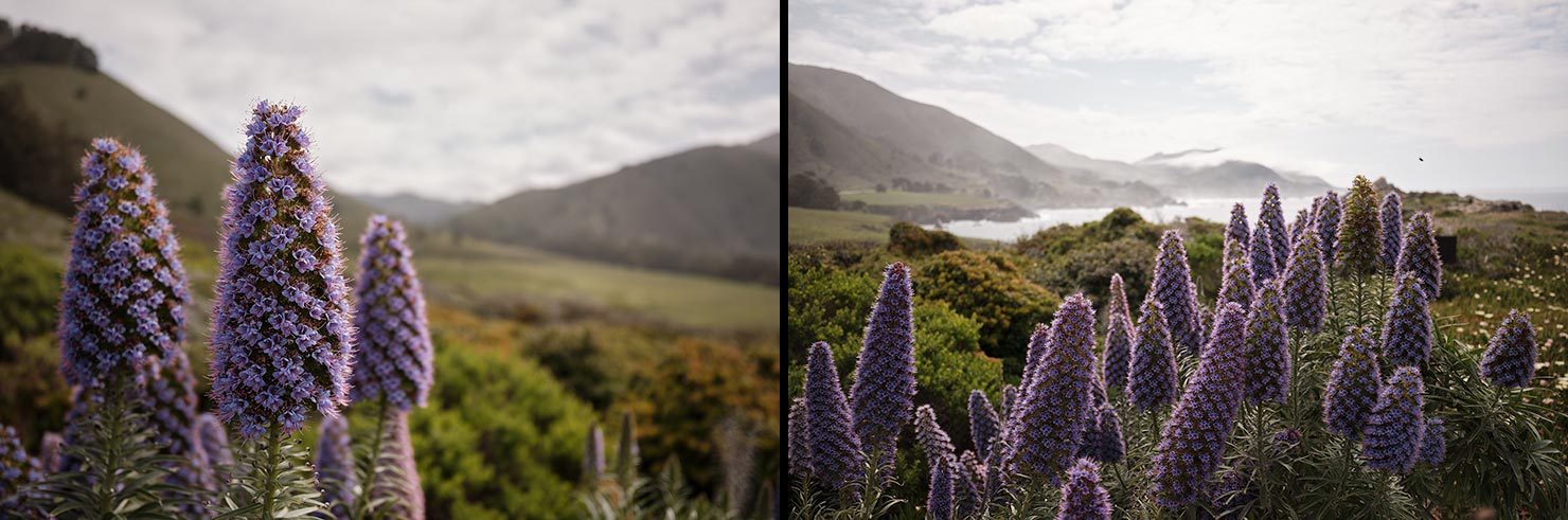 DSCF0695 Pride of Madeira Flowers Wide Route 1 California Fujifilm GFX100RF 100MP Press Review Paul Reiffer Medium Format Fuji Phase One Photographer Big Sur X100VI Compare