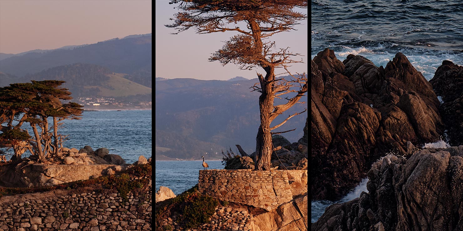 DSCF0769 Lone Cypress Detail Crop Pebble Beach 17 Mile Drive Fujifilm GFX100RF 100MP Press Review Paul Reiffer Medium Format Fuji Phase One Photographer Big Sur X100VI Compare