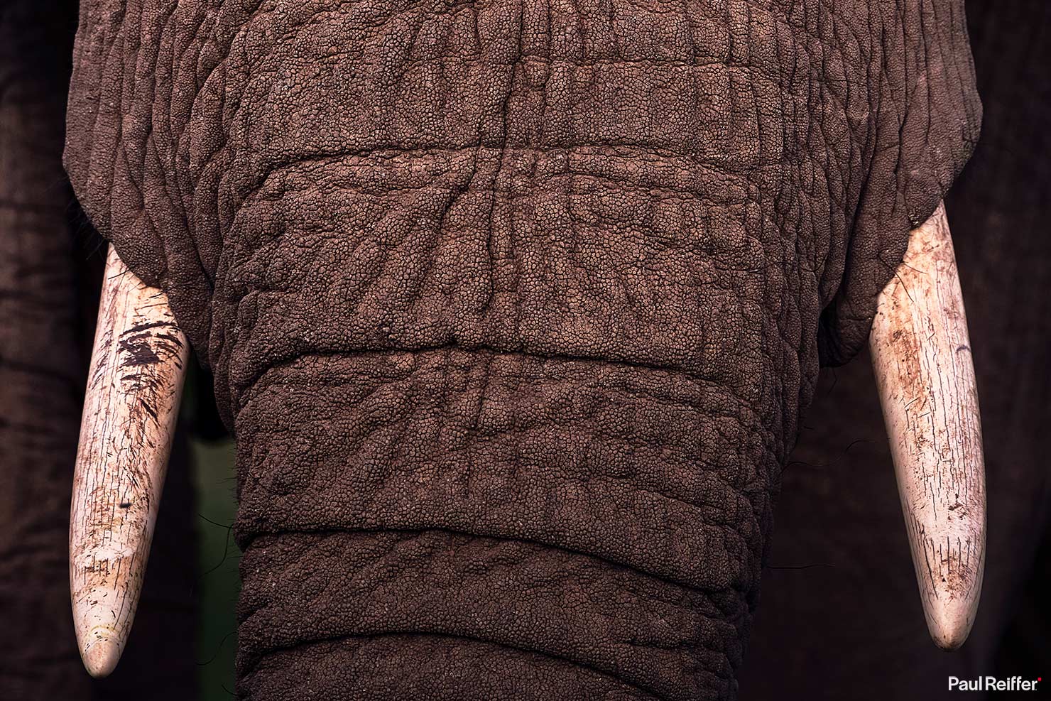 Fujifilm GFX 100 II GF250mm Fuji Crop Mahali Mzuri Richard Branson Private Camp Safari Kenya Testing Paul Reiffer Photographer Africa Luxury Tented Wildlife Nature Elephant Head On _DSF1617