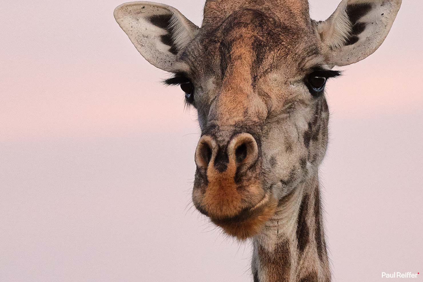 Fujifilm GFX 100 II GF250mm Fuji Crop Mahali Mzuri Richard Branson Private Camp Safari Kenya Testing Paul Reiffer Photographer Africa Luxury Tented Wildlife Nature Giraffe Pink Sky _DSF1832