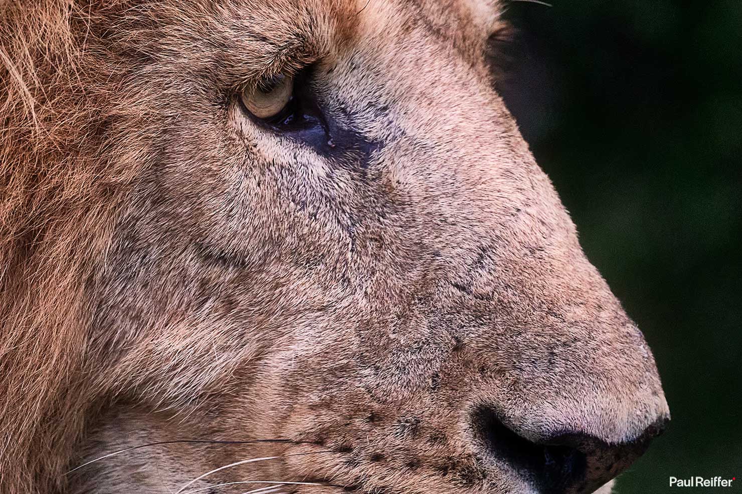 Fujifilm GFX 100 II GF250mm Fuji Crop Mahali Mzuri Richard Branson Private Camp Safari Kenya Testing Paul Reiffer Photographer Africa Luxury Tented Wildlife Nature Lion Close Profile _DSF1822 Wide