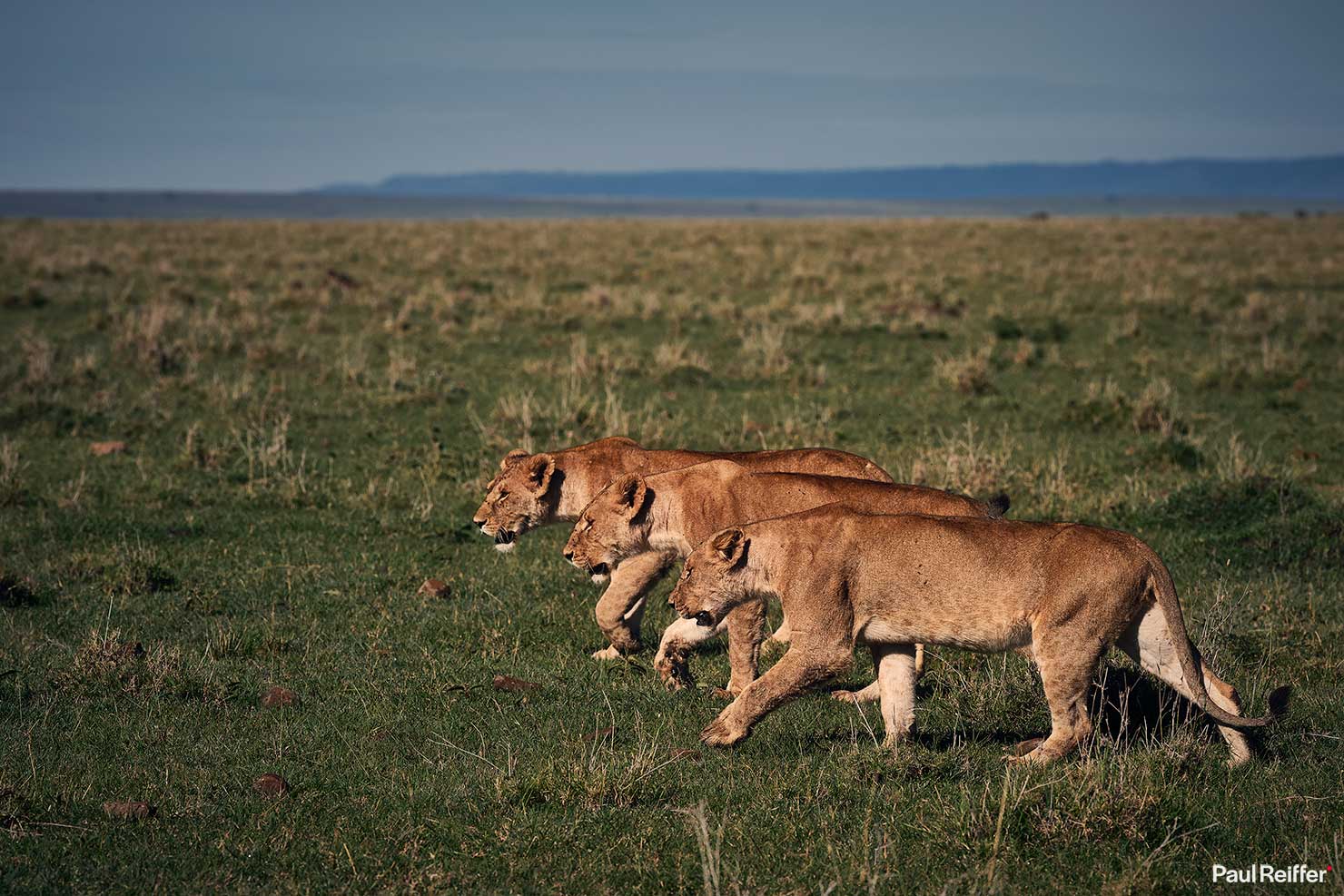 Fujifilm GFX 100 II GF250mm Fuji Mahal Mzuri Richard Branson Private Camp Safari Kenya Testing Paul Reiffer Photographer Africa Luxury Tented Wildlife Nature 3 Lionesses Hunting Daytime _DSF1150
