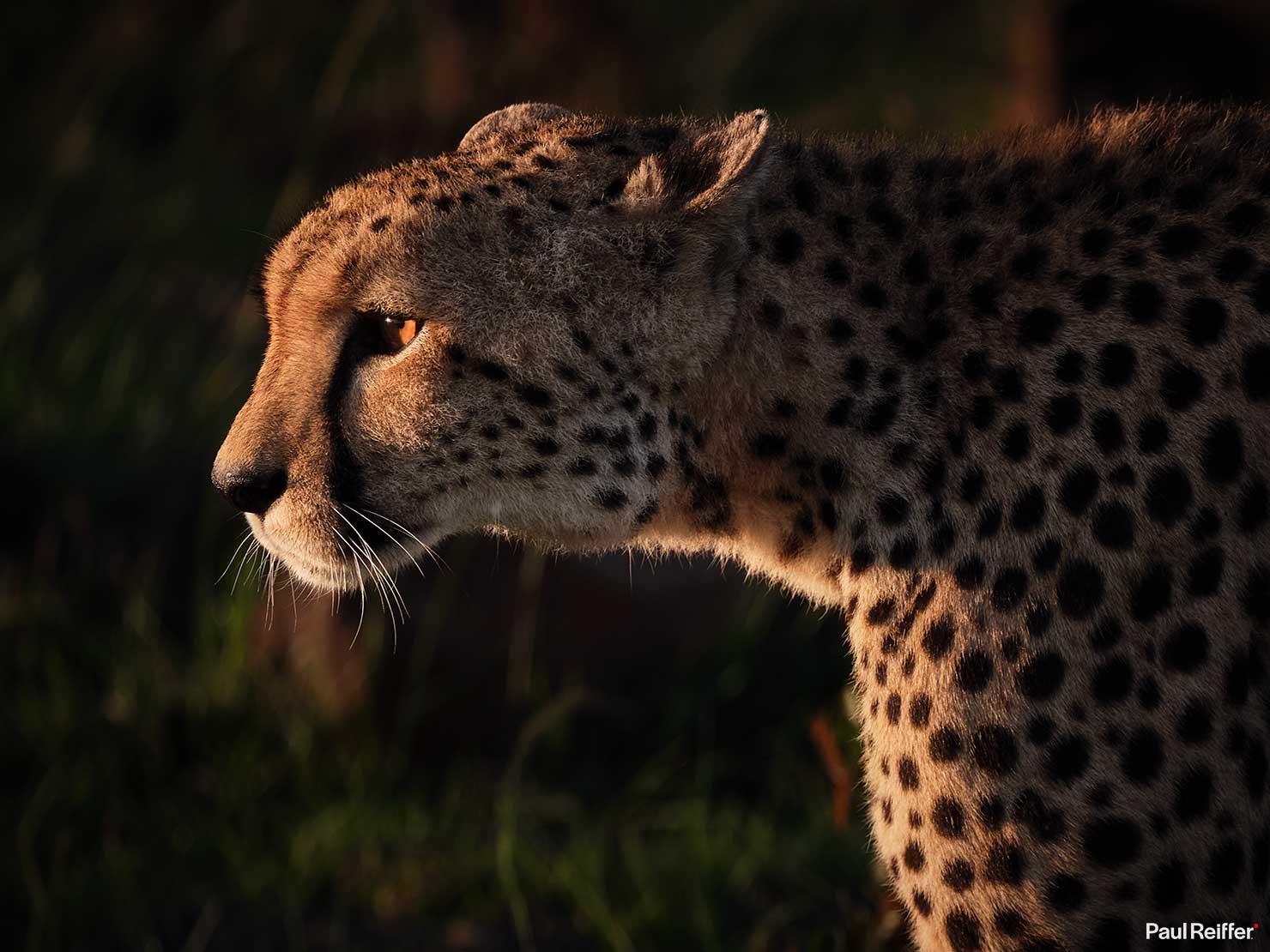 Fujifilm GFX 100 II GF250mm Fuji Mahali Mzuri Richard Branson Private Camp Safari Kenya Testing Paul Reiffer Photographer Africa Luxury Tented Wildlife Nature Cheetah Close Profile _DSF1894
