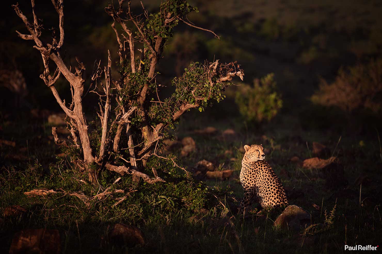 Fujifilm GFX 100 II GF250mm Fuji Mahali Mzuri Richard Branson Private Camp Safari Kenya Testing Paul Reiffer Photographer Africa Luxury Tented Wildlife Nature Cheetah Wide Tree _DSF1879