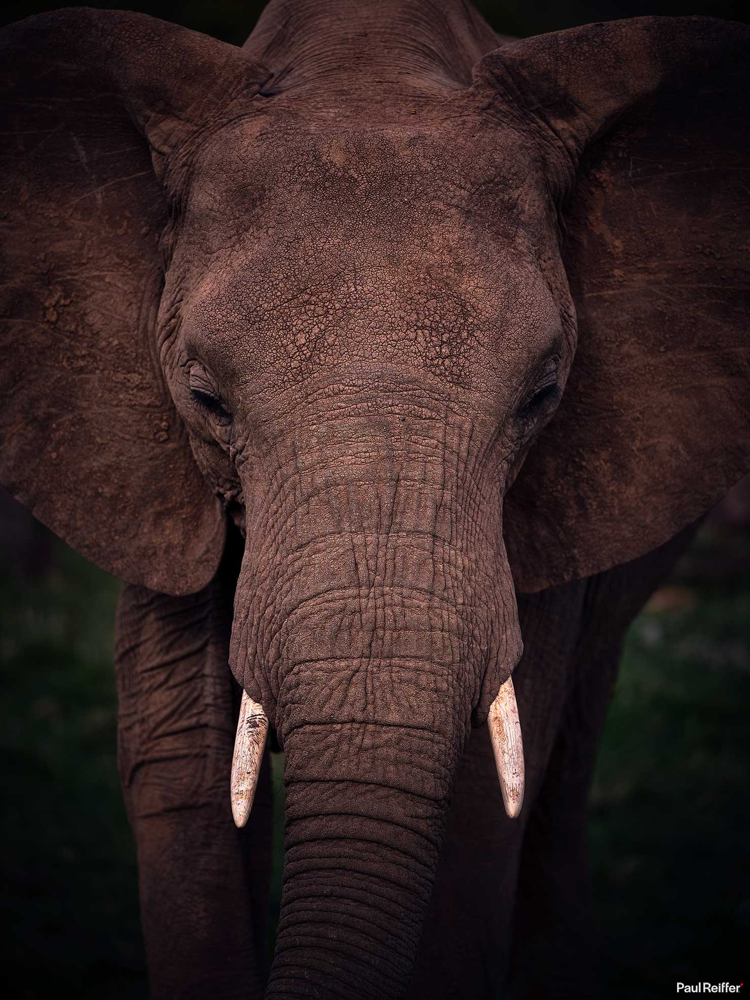 Fujifilm GFX 100 II GF250mm Fuji Mahali Mzuri Richard Branson Private Camp Safari Kenya Testing Paul Reiffer Photographer Africa Luxury Tented Wildlife Nature Elephant Head On _DSF1617