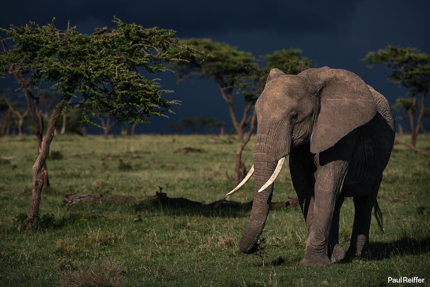 Fujifilm GFX 100 II GF250mm Fuji Mahali Mzuri Richard Branson Private Camp Safari Kenya Testing Paul Reiffer Photographer Africa Luxury Tented Wildlife Nature Elephant Storm _DSF1354