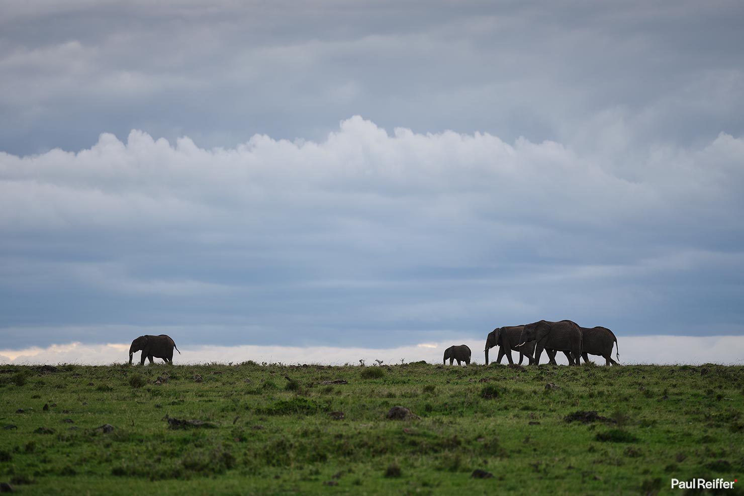 Fujifilm GFX 100 II GF250mm Fuji Mahali Mzuri Richard Branson Private Camp Safari Kenya Testing Paul Reiffer Photographer Africa Luxury Tented Wildlife Nature Elephants Walking Line Storm _DSF1644