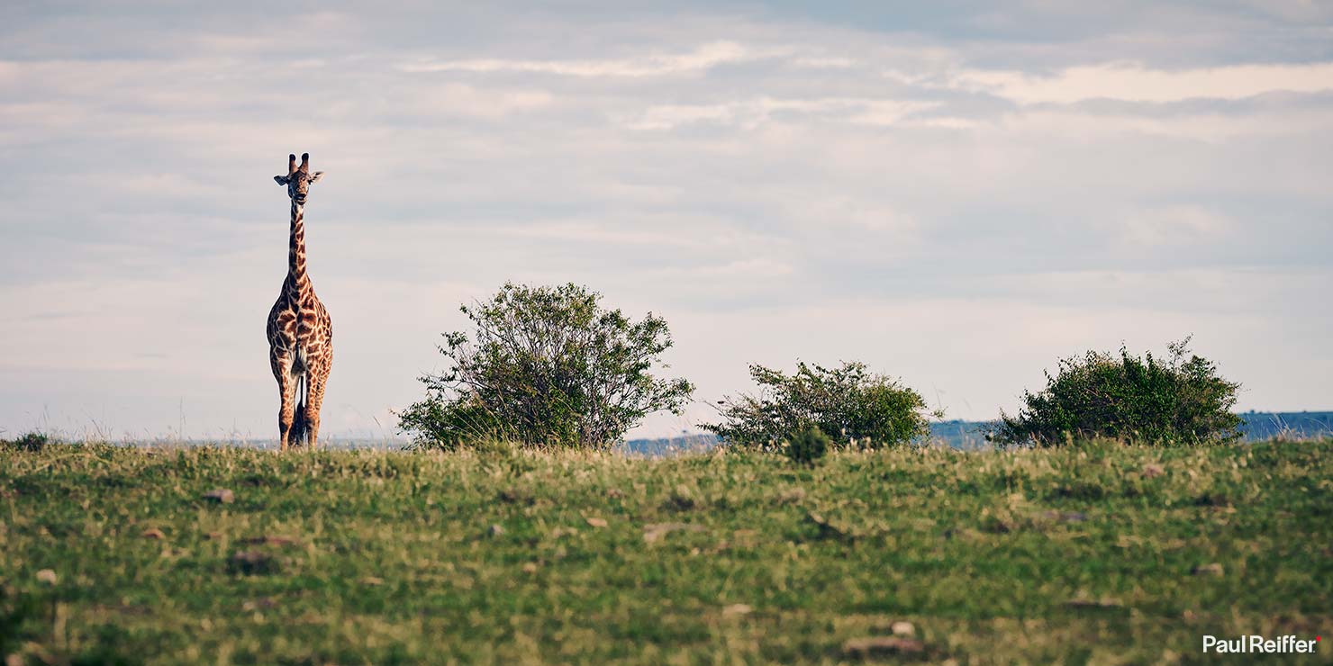 Fujifilm GFX 100 II GF250mm Fuji Mahali Mzuri Richard Branson Private Camp Safari Kenya Testing Paul Reiffer Photographer Africa Luxury Tented Wildlife Nature Giraffe Line Up 1 Standing _DSF1092