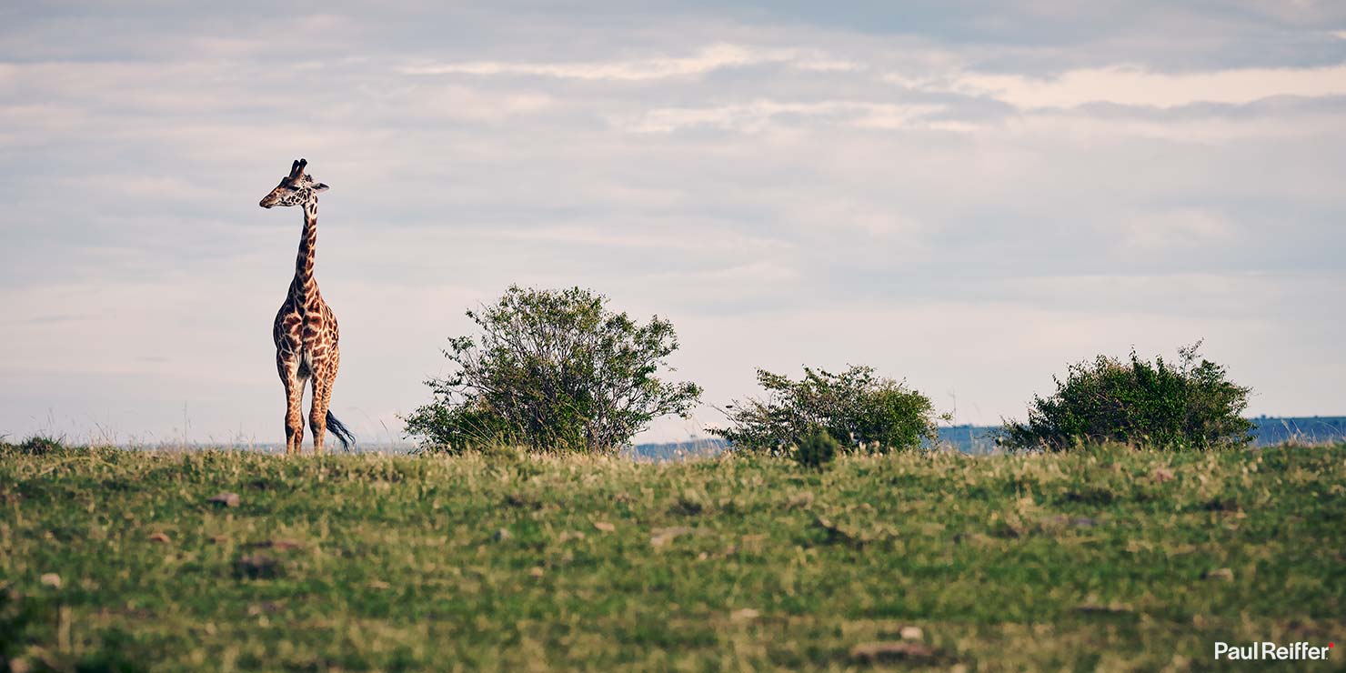 Fujifilm GFX 100 II GF250mm Fuji Mahali Mzuri Richard Branson Private Camp Safari Kenya Testing Paul Reiffer Photographer Africa Luxury Tented Wildlife Nature Giraffe Line Up 2 Looking _DSF1095