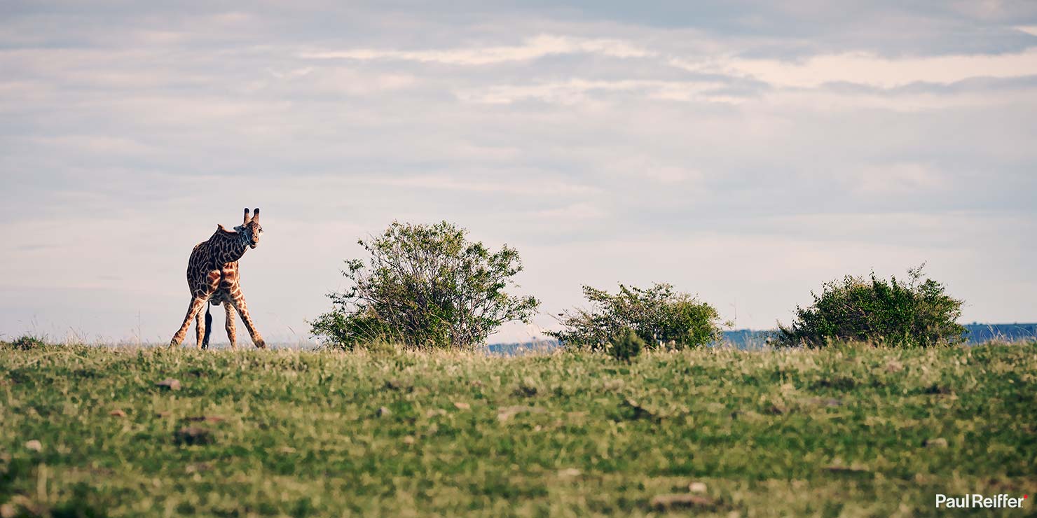 Fujifilm GFX 100 II GF250mm Fuji Mahali Mzuri Richard Branson Private Camp Safari Kenya Testing Paul Reiffer Photographer Africa Luxury Tented Wildlife Nature Giraffe Line Up 3 Bending _DSF1101