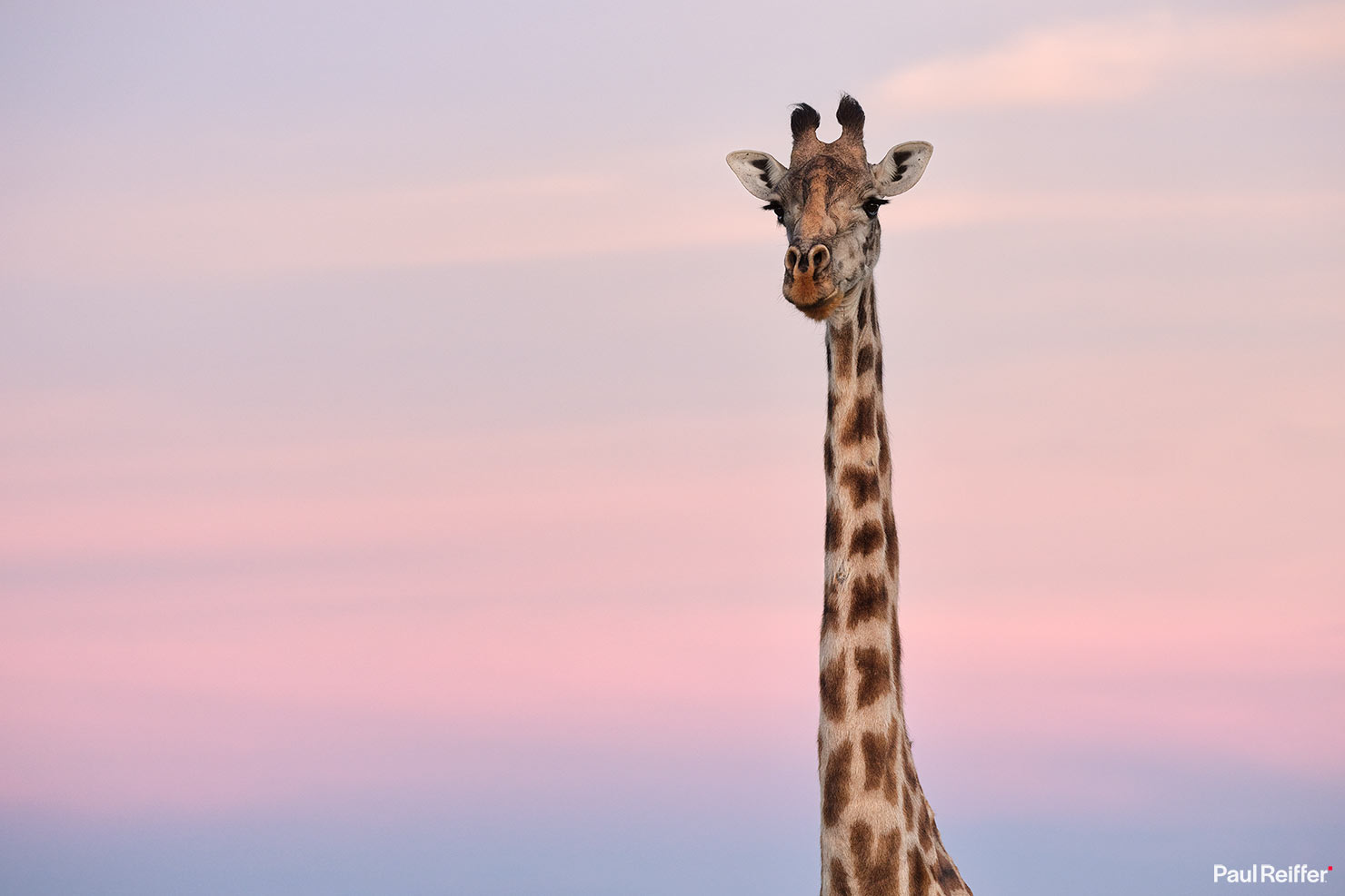 Fujifilm GFX 100 II GF250mm Fuji Mahali Mzuri Richard Branson Private Camp Safari Kenya Testing Paul Reiffer Photographer Africa Luxury Tented Wildlife Nature Giraffe Pink Sky _DSF1832